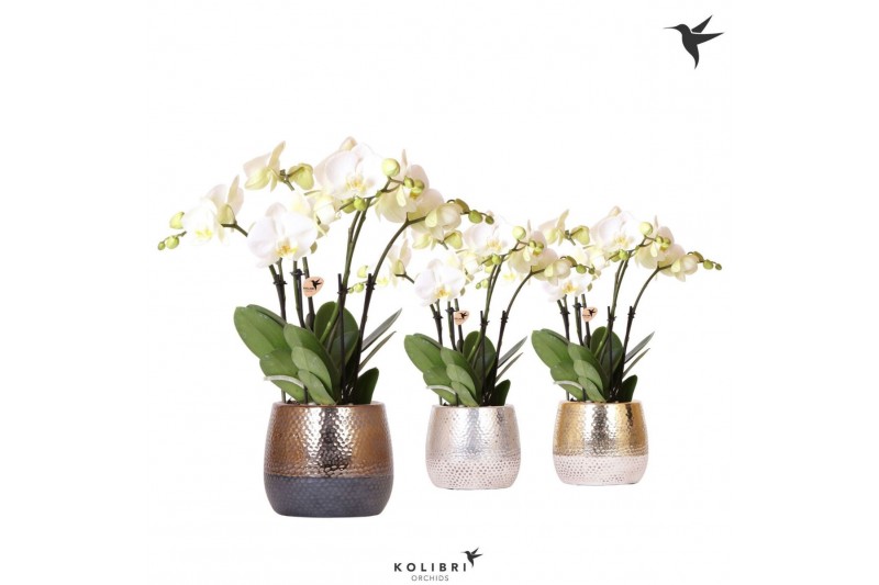 Phalaenopsis anthura madrid Kolibri Orchids Phalaenopsis ghent 4spike  
