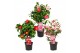 Camellia japonica Camellia jap. Diverse mix Premium15 bl. 3 kleuren pe 