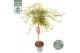 Acer palmatum beni-maiko Acer palm. Beni Maiko C14 halfstam80 cm cm st 