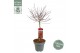 Acer palmatum shaina Acer palm. Shaina C14 laagstam40 cm cm stam 