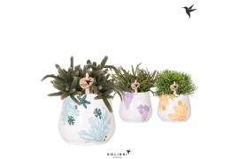 Rhipsalis mix Kolibri Greens Rhipsalis mix in Coral pot mix1 pp