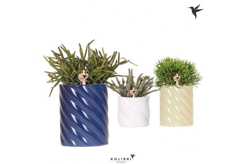 Rhipsalis mix Kolibri Greens Rhipsalis mix in Candy pot blue mix1 pp 