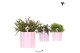 Rhipsalis mix Kolibri Greens Rhipsalis mix in Painted Stripe pot pink  