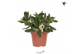 Crassula ovata Kolibri Greens Succulenten Crassula Ovata1 pp