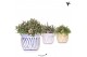 Rhipsalis mix Kolibri Greens Rhipsalis mix in Granada pot mix1 pp 