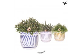 Rhipsalis mix Kolibri Greens Rhipsalis mix in Granada pot mix1 pp