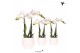Phalaenopsis multiflora wit Kolibri Orchids Phalaenopsis white 2 spike 