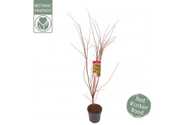 Acer palm.sangokaku Acer palm. Sangokaku