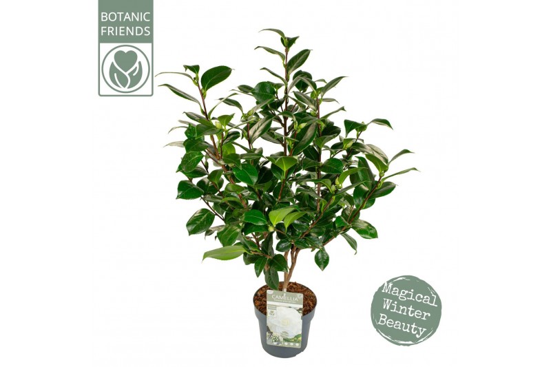 Camellia japonica Camellia jap. Nuccios Gem Premium25 bl. 