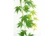 Acer palmatum Acer palm. Cascade Emerald C14 halfstam 