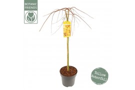 Acer palmatum Acer palm. Cascade Gold ® C14 halfstam