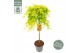 Acer palmatum Acer palm. Cascade Gold ® C14 halfstam 