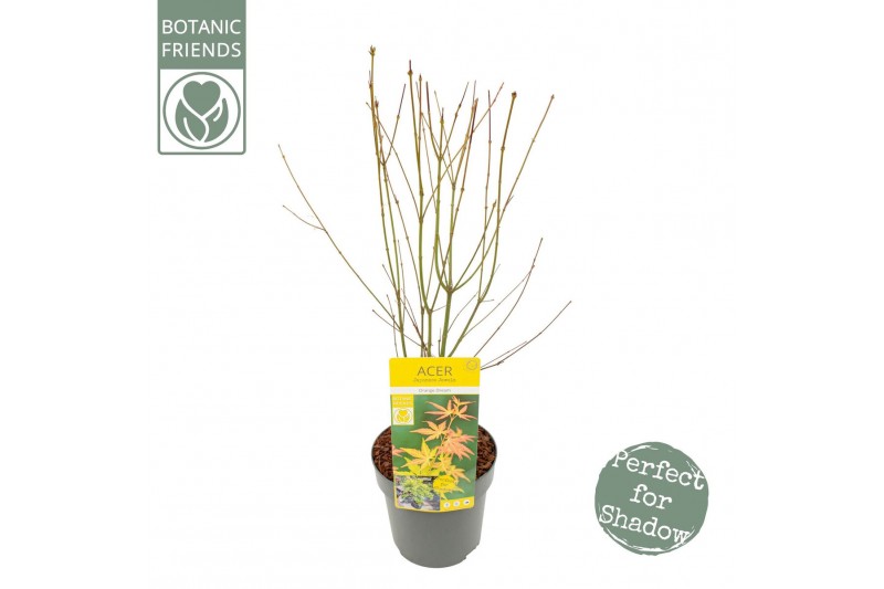 Acer palmatum orange dream Acer palm. Orange Dream 