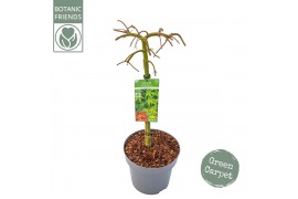 Acer palmatum ryusen Acer palm. Ryusen C14 laagstam40 cm cm stam