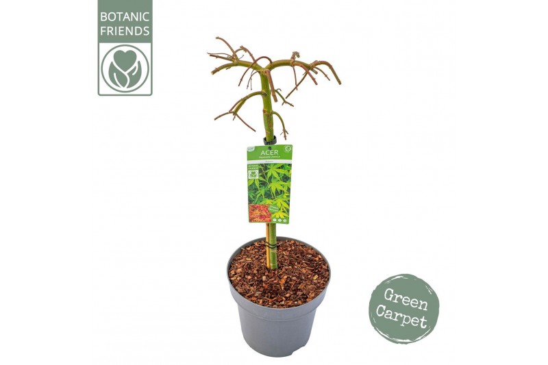 Acer palmatum ryusen Acer palm. Ryusen C14 laagstam40 cm cm stam 