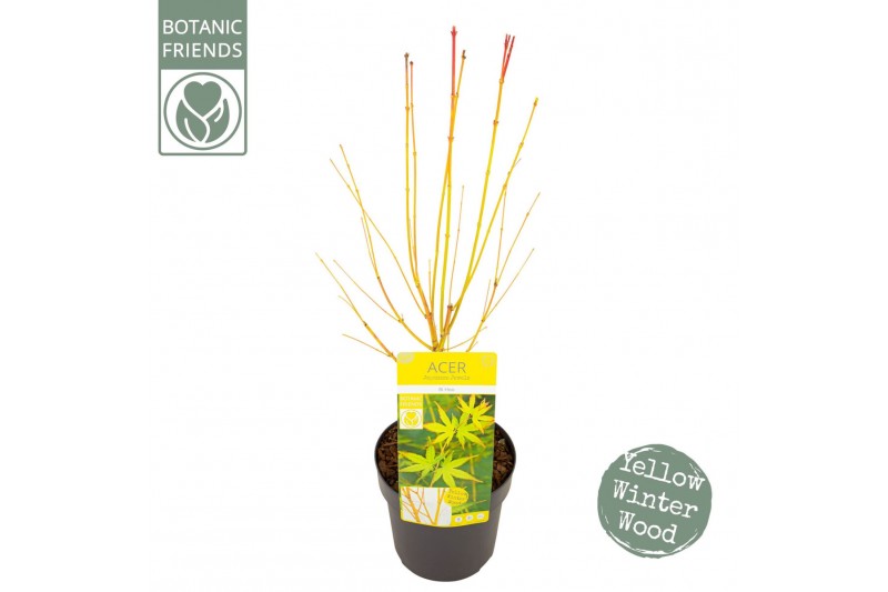 Acer palmatum Acer palm. Bi hoo 