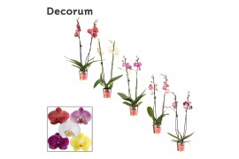 Phalaenopsis mix Phalaenopsis 2 tak 16+ mix (Decorum)16 bl. 2 tak/plnt