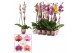 Phalaenopsis mix Phalaenopsis 2 tak 15+ mix lang (Scenza)15 bl. 2 tak/ 
