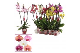 Phalaenopsis mix Phalaenopsis 3 tak mix (Scenza)18 bl. 3 tak/plnt