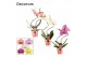 Phalaenopsis mix Phalaenopsis hurricane mix (Decorum)14 bl. 2 tak/plnt 
