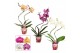 Phalaenopsis mix Phalaenopsis hurricane mix (Scenza)14 bl. 2 tak/plnt 