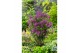 Syringa Syringa Bloomerang Dark Purple ®1 tak/plnt 