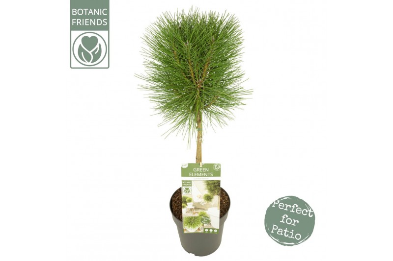 Pinus nigra Pinus nigra Summer Breeze ®40 cm cm stam 