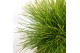 Pinus nigra Pinus nigra Summer Breeze ®40 cm cm stam 
