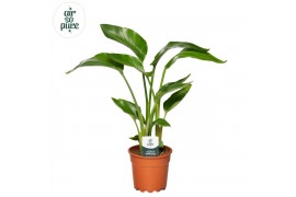 Strelitzia nicolai Strelitzia Nicolai p17 Air So Pure zonder bloem bl.