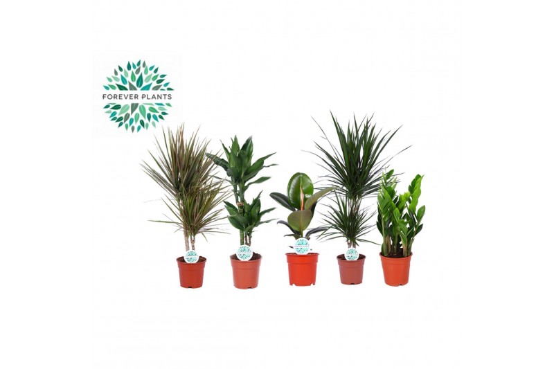 Kamerplanten mix Groenmix Miquel p17 1 pp 