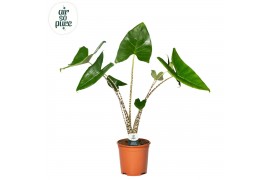 Alocasia zebrina Alocasia Zebrina p21 1 pp