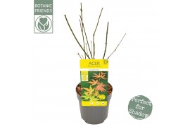 Acer palmatum orange dream Acer palm. Orange Dream1 pp 200 gram