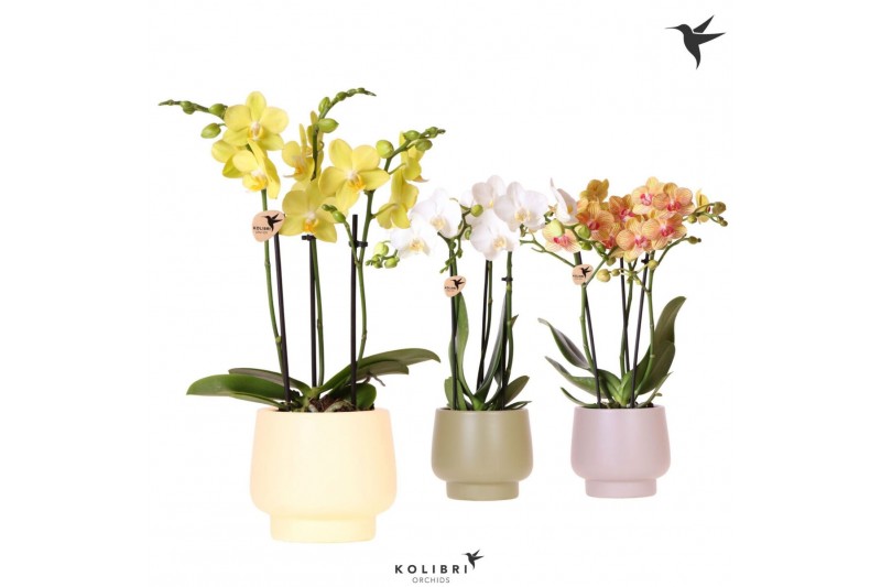 Phalaenopsis multiflora Kolibri Orchids Phalaenopsis mix 3 spike in Sc 
