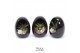 Arrangementen succulenten TRULY Haworthia, Gasteria, Egg Black1 pp 