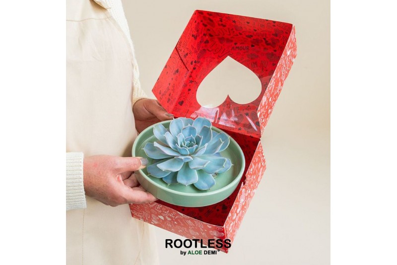 Arrangementen succulenten ROOTLESS Echeveria, Octopus bowl - love box1 