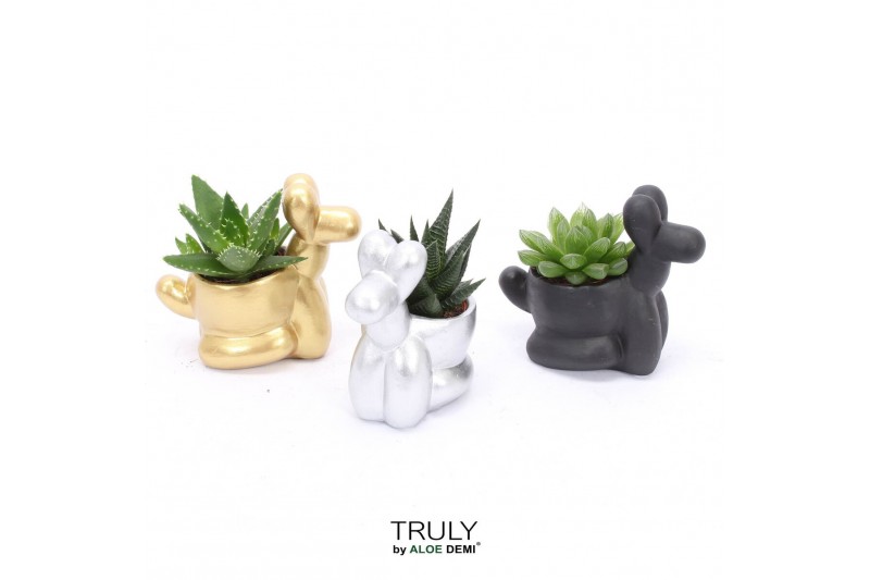 Succulenten TRULY Haworthia Gasteria, Balloon dog1 pp 