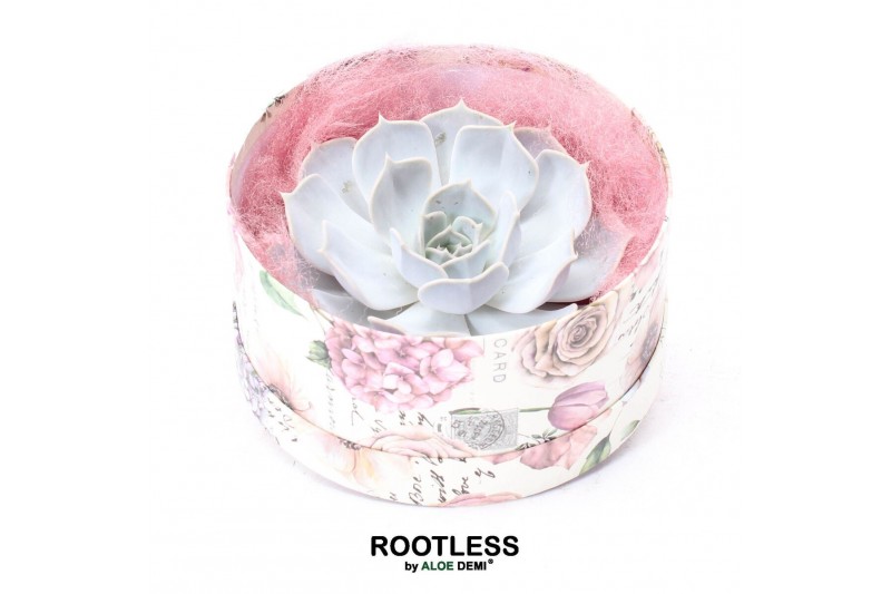 Arrangementen succulenten ROOTLESS Echeveria lilacina, Love box10 pp 
