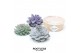 Arrangementen succulenten ROOTLESS Echeveria 12-14 cm kraft box DIY1 p 
