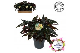 Begonia maculata Maculata Black Forest MUST HAVE5 pp