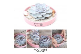 Arrangementen succulenten ROOTLESS Echeveria lilacina Ibiza, pink bowl