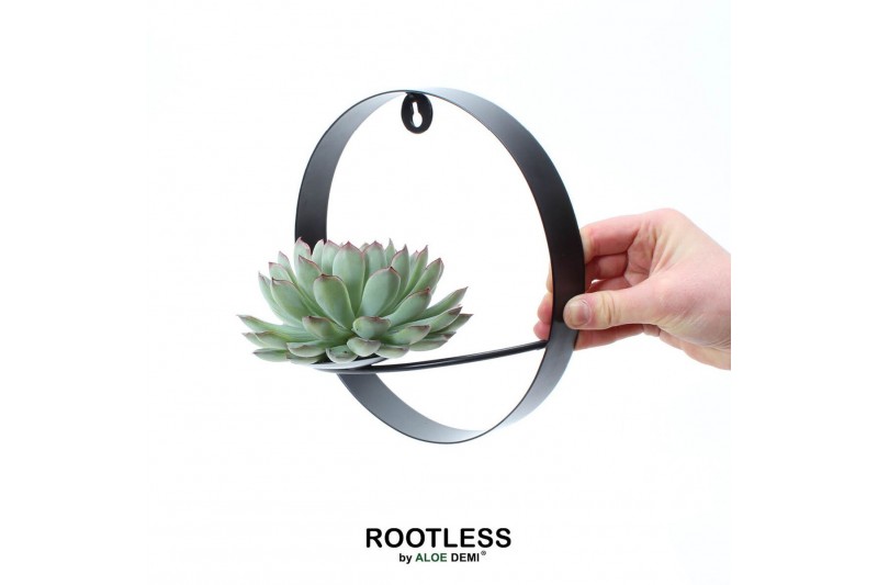 Arrangementen succulenten ROOTLESS Echeveria pulidonis, black metal fo 