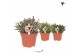 Rhipsalis mix Kolibri Greens Rhipsalis mix1 pp 