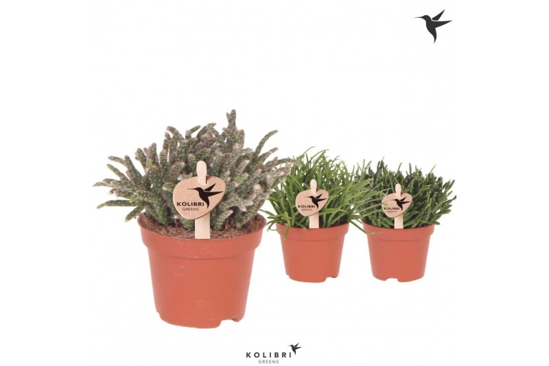 Rhipsalis mix Kolibri Greens Rhipsalis mix1 pp 