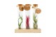 Tillandsia arrangement Tillandsia glas kurk buisje small set3 pp 