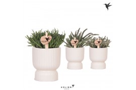 Rhipsalis mix Kolibri Greens Rhipsalis mix in Diabolo pot travertine1 