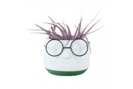 Tillandsia arrangement Tillandsia Dude1 pp