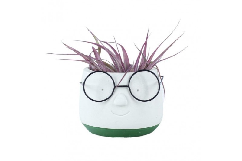 Tillandsia arrangement Tillandsia Dude1 pp 