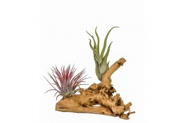 Tillandsia arrangement tillandsia hout small1 pp 2 bl.