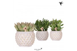 Succulenten mix Kolibri Greens Succulenten mix in Marrakesh pot gold c