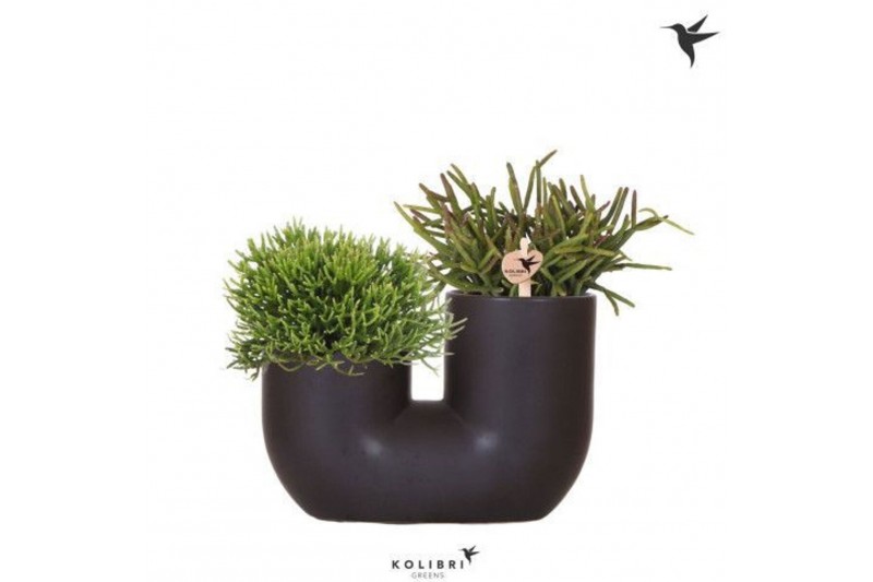 Rhipsalis mix Kolibri Greens Rhipsalis mix in Tube pot black2 pp 